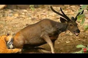 Craziest Animal Fights Caught Real fight Animal