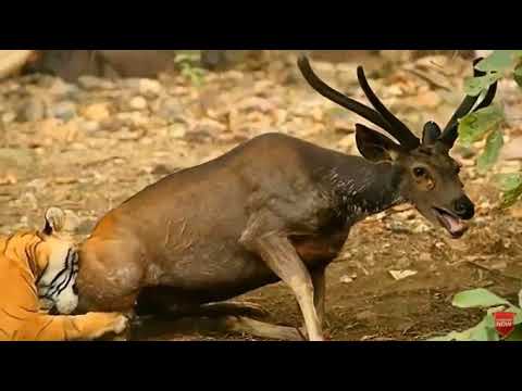 Craziest Animal Fights Caught Real fight   Animal