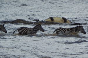 Crocodiles Brutally Ambush Zebras During Migration