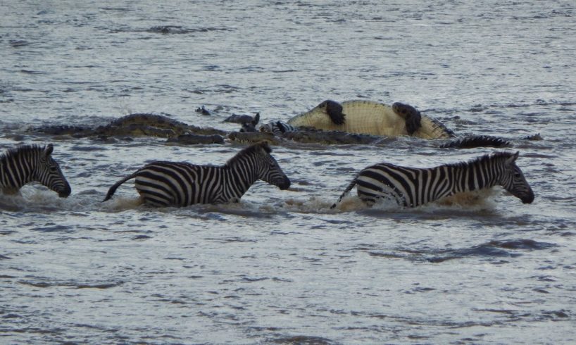 Crocodiles Brutally Ambush Zebras During Migration