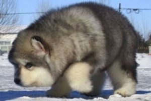 Cute Alaskan Malamute Puppies Compilation - Cutest Puppies Barking and Running