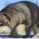 Cute Alaskan Malamute Puppies Compilation - Cutest Puppies Barking and Running