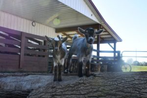 Cute Baby Goats Love Jumping and Playing Outside!