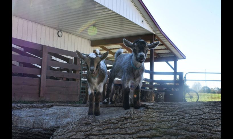 Cute Baby Goats Love Jumping and Playing Outside!