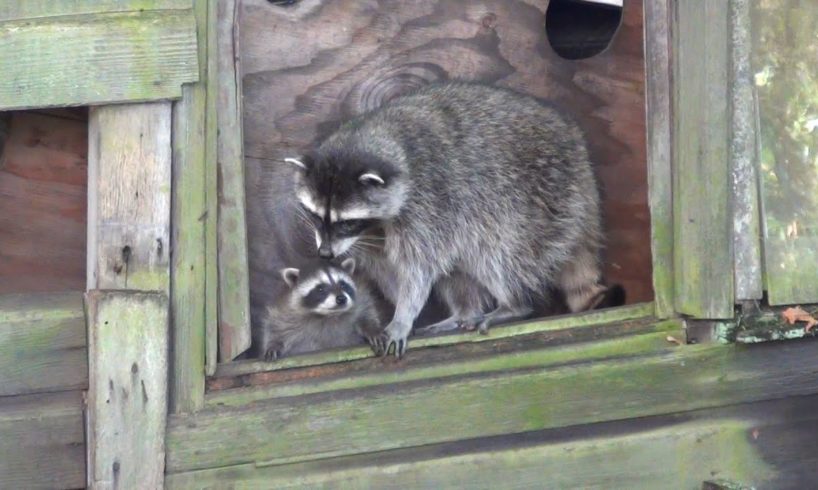 Cute Baby Raccoons in Trouble, Mother to the Rescue