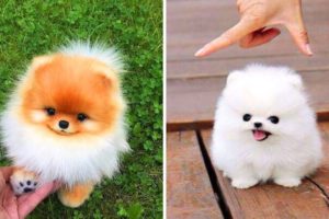 Cute Dog Doing Funny Things #18 ? Funny and Cutest Pomeranian Puppies in The World