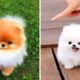 Cute Dog Doing Funny Things #18 ? Funny and Cutest Pomeranian Puppies in The World