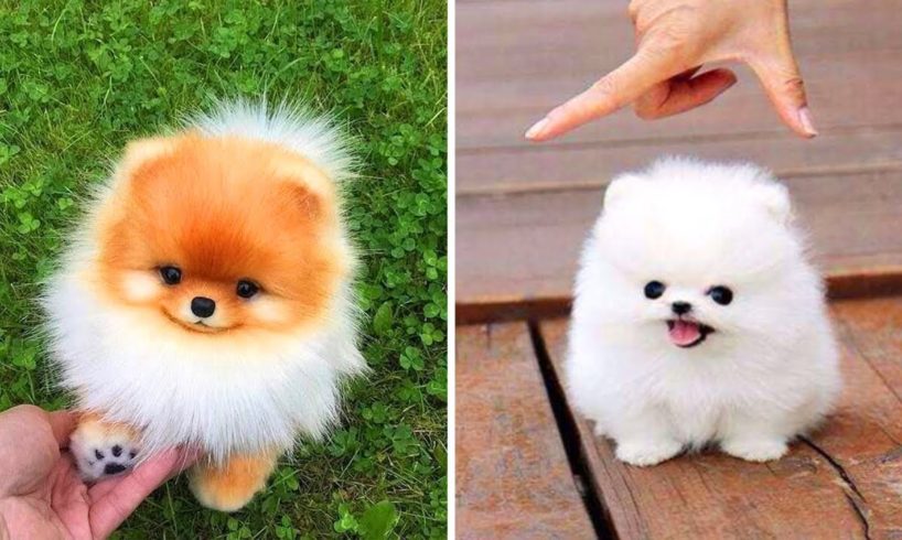 Cute Dog Doing Funny Things #18 ? Funny and Cutest Pomeranian Puppies in The World