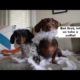 Cute Dogs - Funny Dogs - Cute Puppies