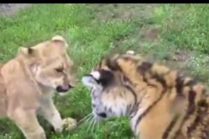 Cute Funny Baby Animal Fight Videos Viral 2016