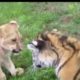 Cute Funny Baby Animal Fight Videos Viral 2016