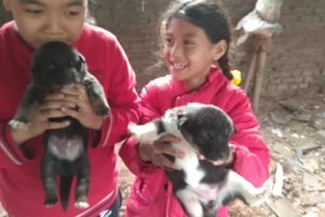 Cute Kids playing with Cute Puppies - Cute Dog Video