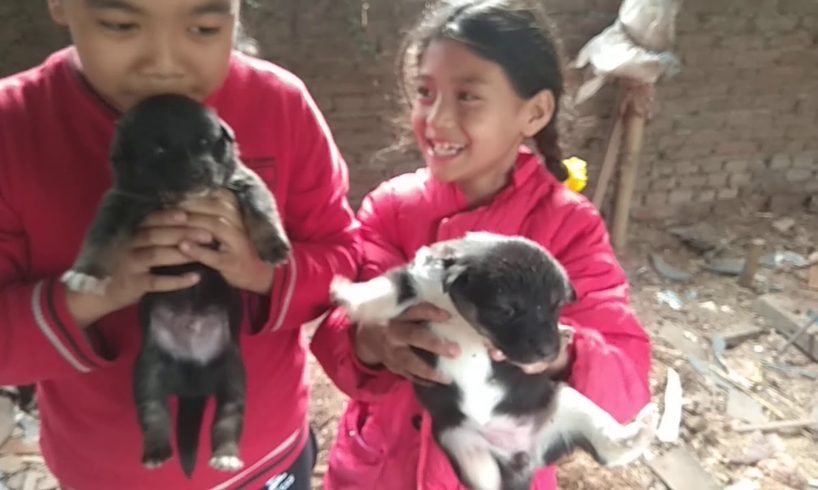 Cute Kids playing with Cute Puppies - Cute Dog Video