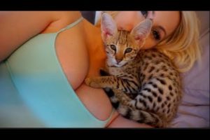 Cute Kitten Purring