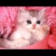 Cute Kittens - A Funny And Cute Kitten Videos Compilation 2017 [BEST OF]