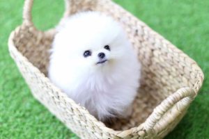 Cute Pomeranian Puppies Doing Funny Things #4 | Cute and Funny Dogs