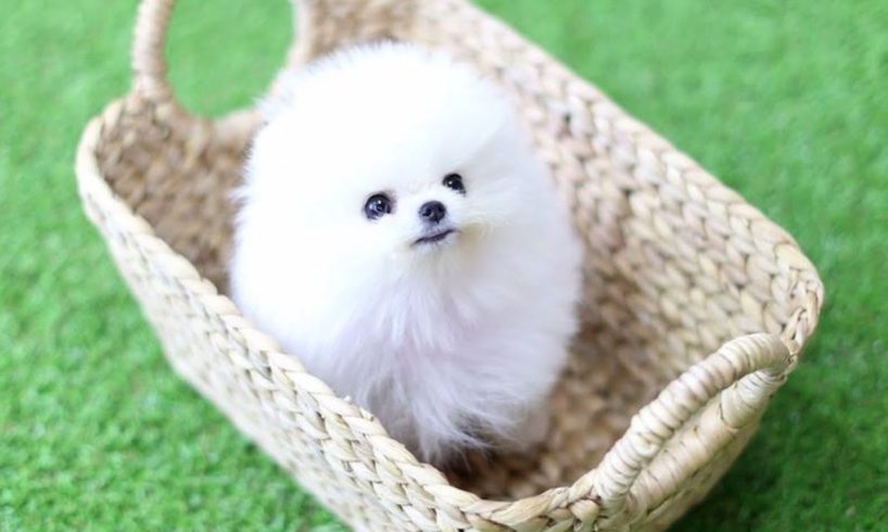 Cute Pomeranian Puppies Doing Funny Things #4 | Cute and Funny Dogs