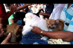 Cute Puppies Are Waiting For You At Galiff Street