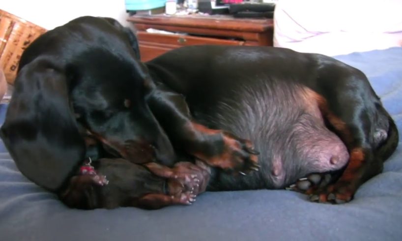 Cute Puppies - Dog Giving Birth