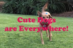 ♥Cute Puppies Doing Cute Things 2019♥ #1 Cutest Dogs