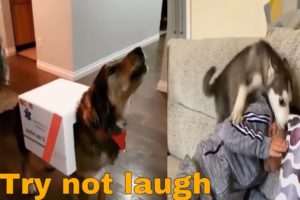 Cute Puppies Doing Funny Things 2019