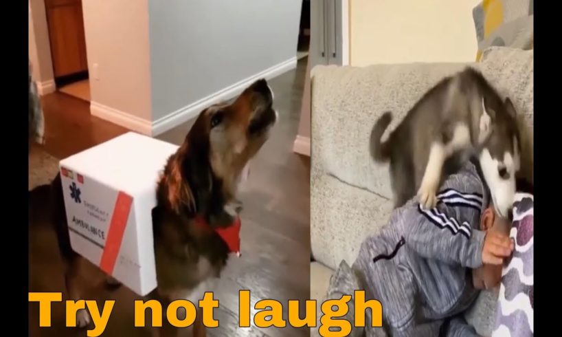 Cute Puppies Doing Funny Things 2019
