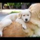 Cute Puppies Doing Funny Things 2019 - Cute and Funny Dog Videos Compilation | Puppies TV
