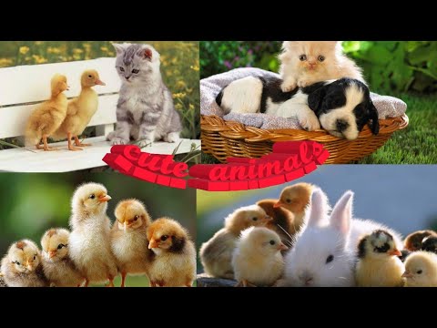 Cute Puppies Doing Funny Things 2019. Cute funny animals video 2019 . funny videos animals