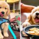 ❤️Cute Puppies Doing Funny Things 2019❤️#2  Cutest Dogs