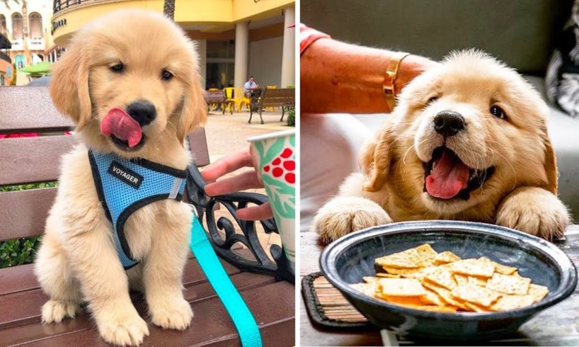 ❤️Cute Puppies Doing Funny Things 2019❤️#2 Cutest Dogs