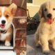 ♥Cute Puppies Doing Funny Things ♥ #29  Cutest Dogs | Cutest Puppies City