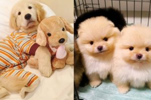Cute Puppies Ever Video Compilation - Cute Dogs