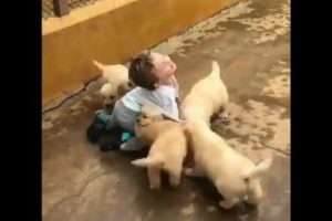 Cute Puppies Funny Video