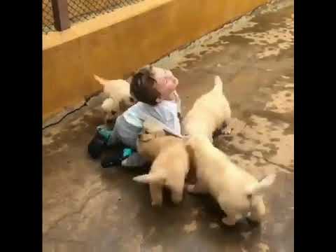 Cute Puppies Funny Video