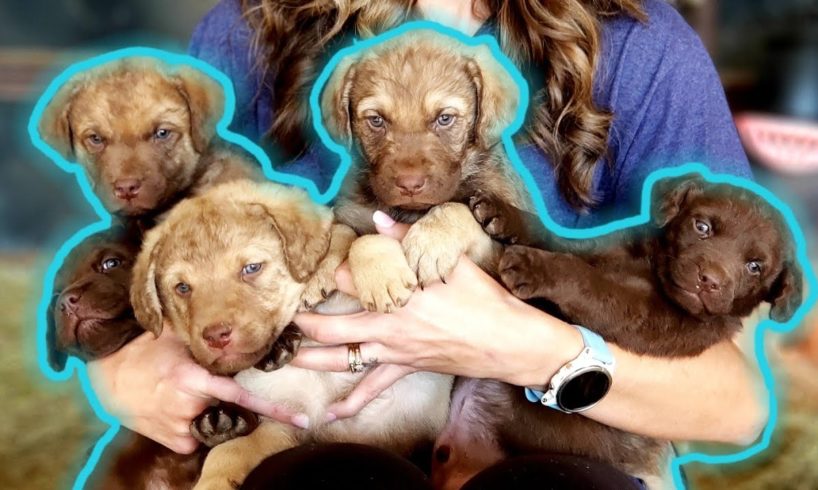 Cute Puppies Playing and Fighting