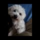 ⭐⭐ Cute Puppies Videos Funny -⭐⭐ Coton de Tuléa