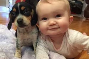 Cute Puppies and Babies Playing Together Compilation 2019 #4