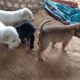 Cute Puppies happy playing with MOM and feeding delicious