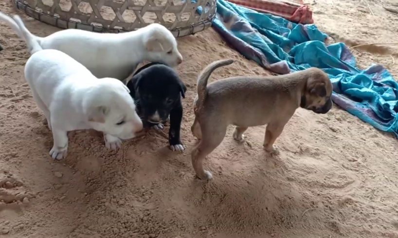 Cute Puppies happy playing with MOM and feeding delicious