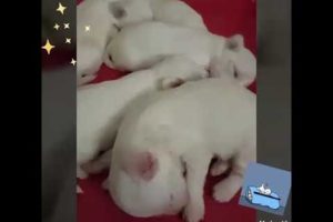 Cute Puppies *mini Maltese Puppies*