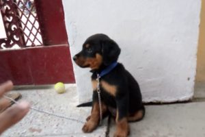 Cute Rottweiler Puppies Playing In India.