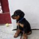 Cute Rottweiler Puppies Playing In India.