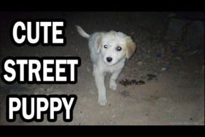 Cute Street puppy - Cute Animals