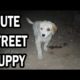 Cute Street puppy - Cute Animals