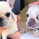 ❤️ Cute and Funny French Bulldog Doing Funny Things # 3 | 2019 | Cute Pets