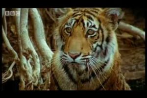 Cute baby tiger cubs and population tracking - Battle to save the tiger - BBC wildlife & animals