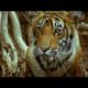 Cute baby tiger cubs and population tracking - Battle to save the tiger - BBC wildlife & animals