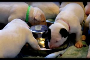 Cute bull terrier puppies first taste of meat - weaning adorable bull terrier puppies