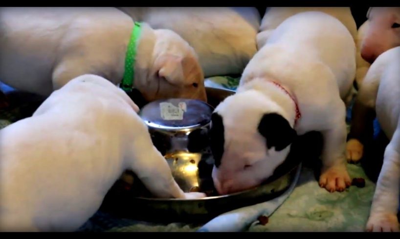 Cute bull terrier puppies first taste of meat - weaning adorable bull terrier puppies