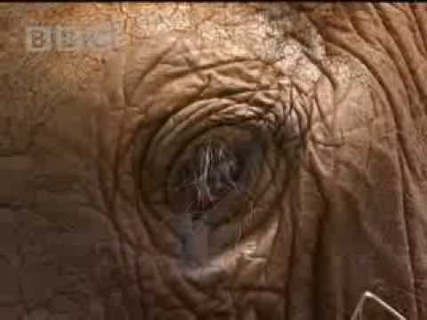 Cute elephants play football in Africa! BBC wildlife